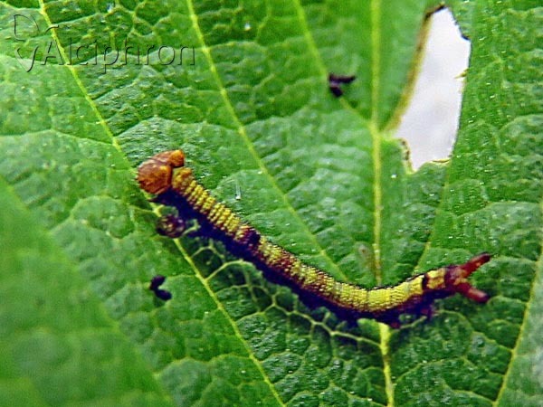 Dicranura ulmi