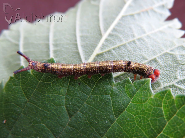 Dicranura ulmi