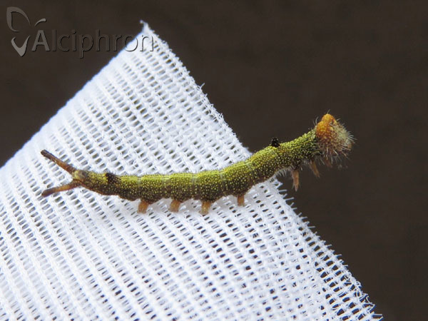 Dicranura ulmi