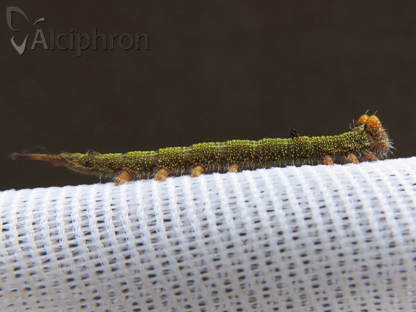 Dicranura ulmi