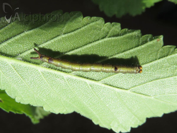 Dicranura ulmi
