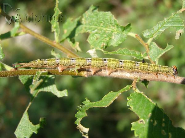 Dicranura ulmi