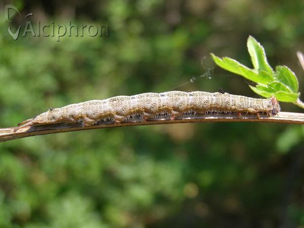 Dicranura ulmi