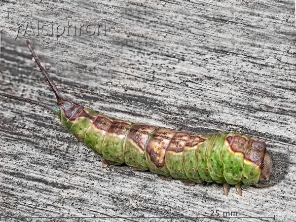 Furcula bifida