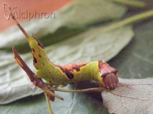 Furcula bifida
