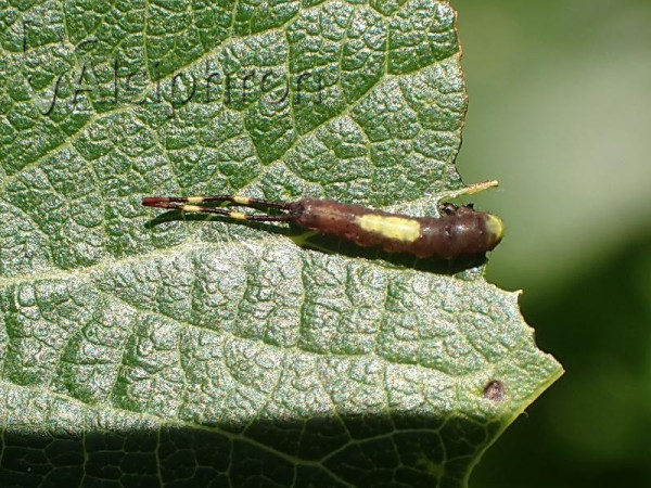 Furcula bifida