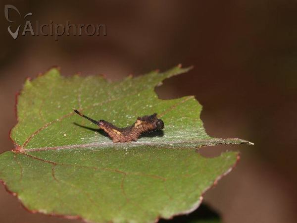 Cerura vinula