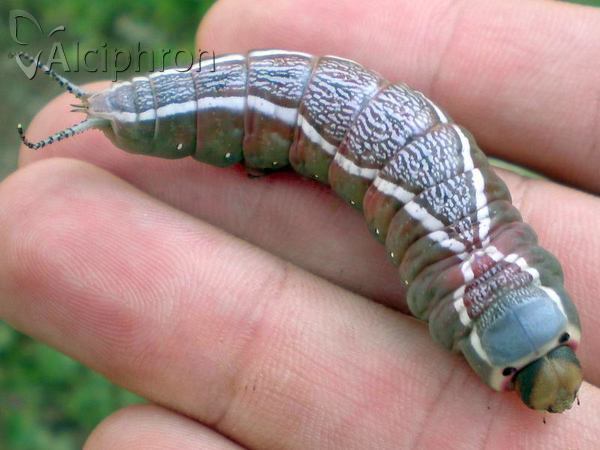 Cerura vinula