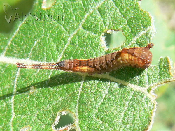 Cerura vinula