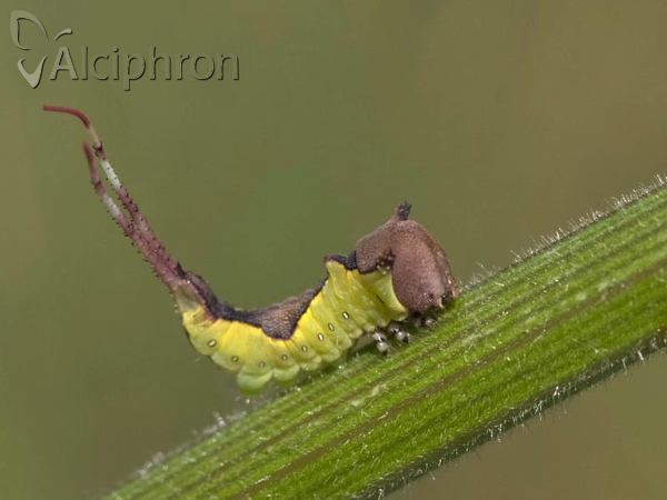 Cerura vinula