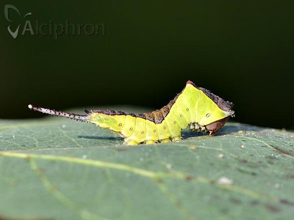 Cerura vinula