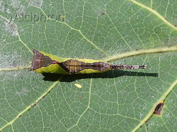 Cerura vinula