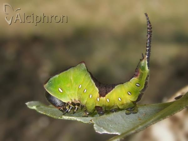 Cerura vinula
