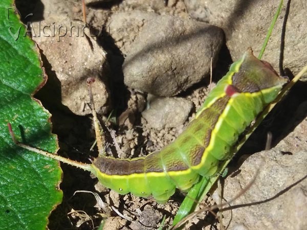Cerura vinula