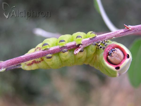 Cerura vinula