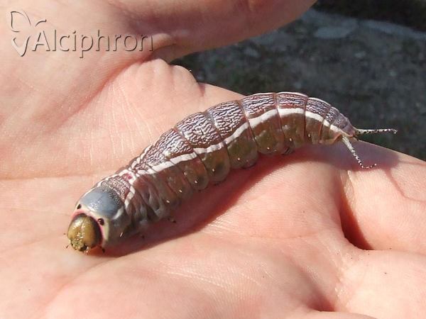 Cerura vinula