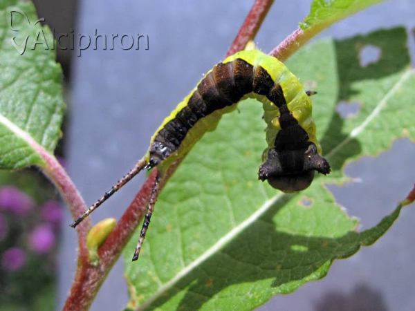 Cerura erminea