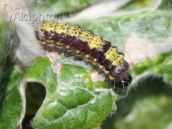 Clostera pigra