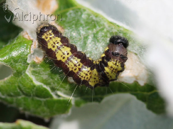 Clostera pigra