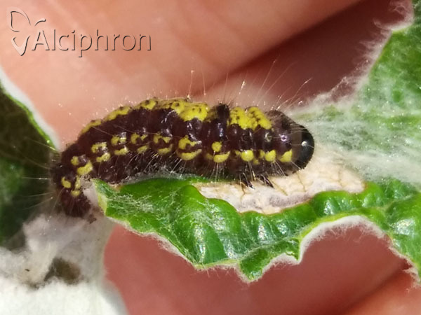 Clostera pigra