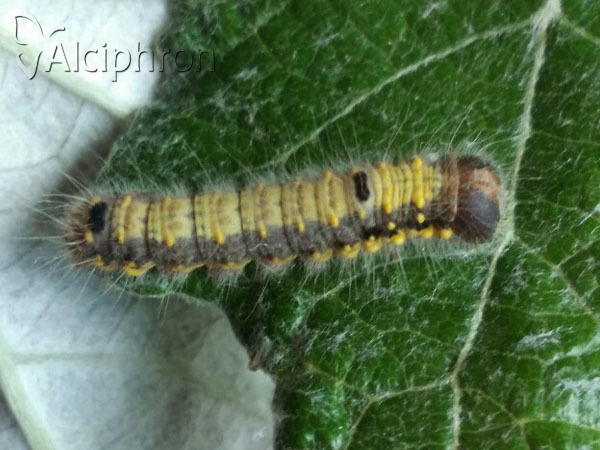 Clostera pigra