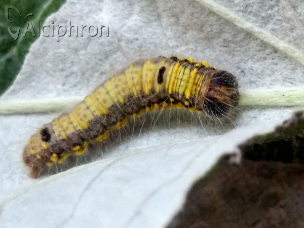 Clostera pigra