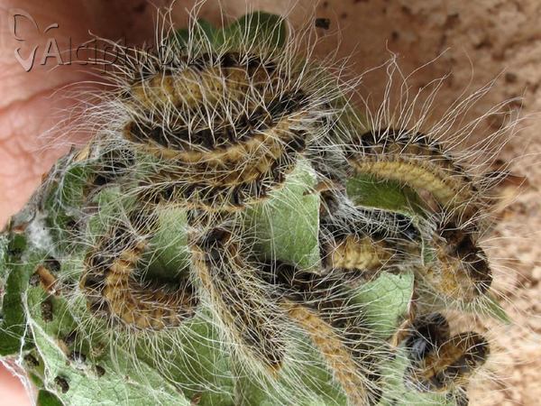 Thaumetopoea processionea