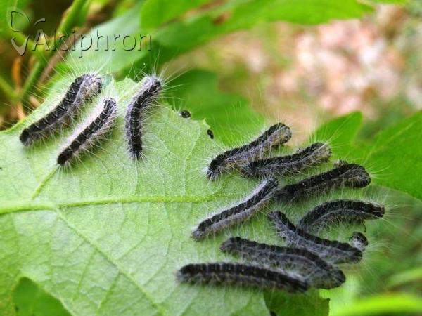 Thaumetopoea processionea