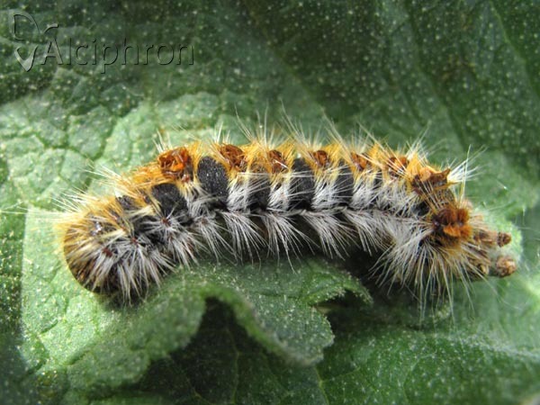Thaumetopoea pityocampa