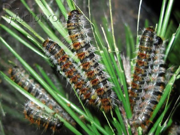 Thaumetopoea pityocampa