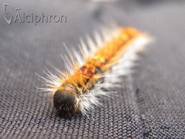 Thaumetopoea pityocampa