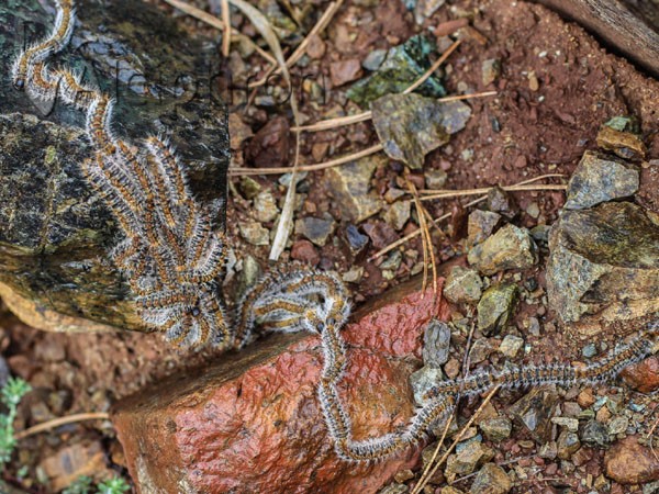 Thaumetopoea pityocampa
