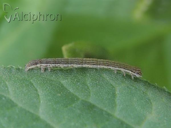 Euclidia glyphica