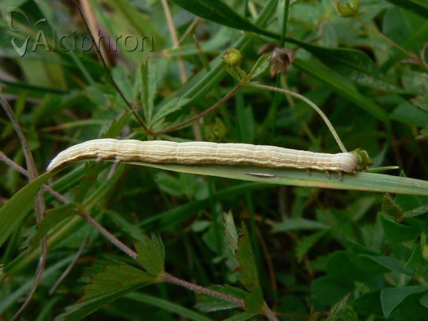 Euclidia glyphica
