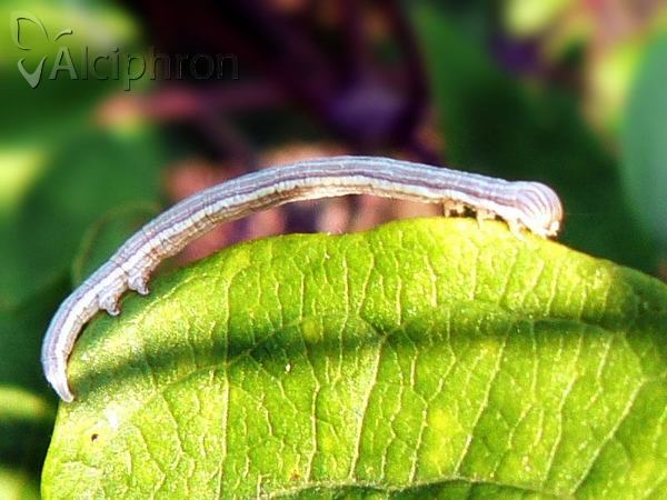 Euclidia glyphica