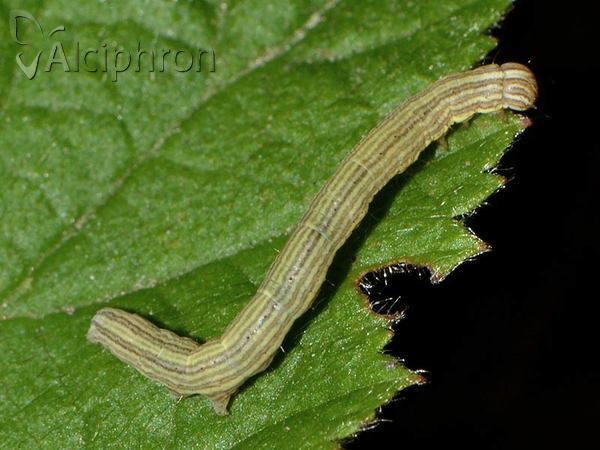 Euclidia glyphica