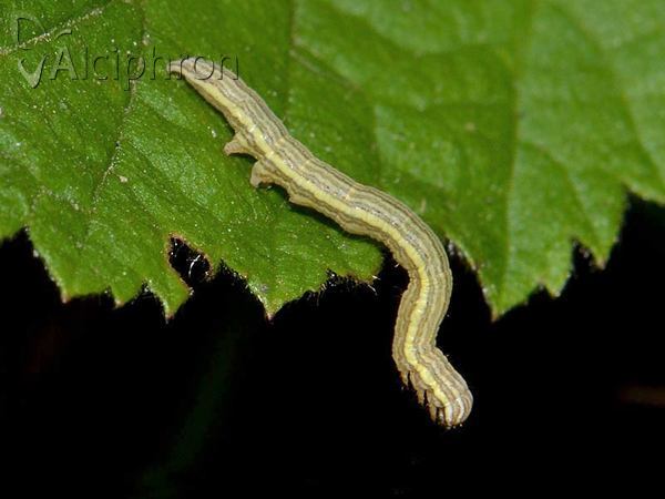 Euclidia glyphica