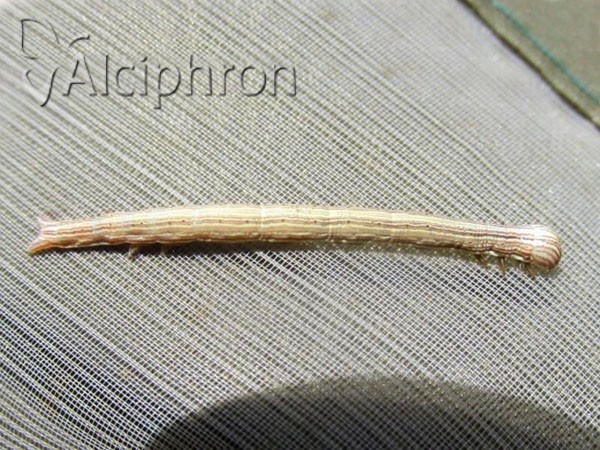 Euclidia glyphica