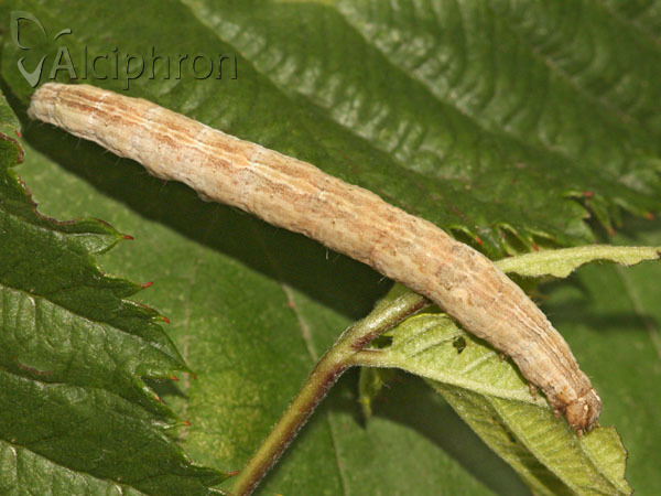 Dysgonia algira
