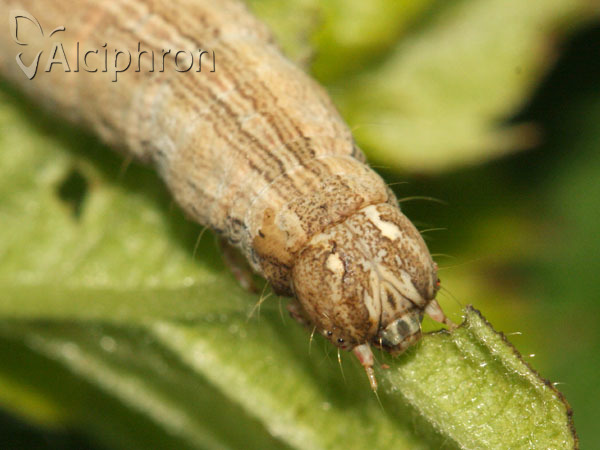 Dysgonia algira