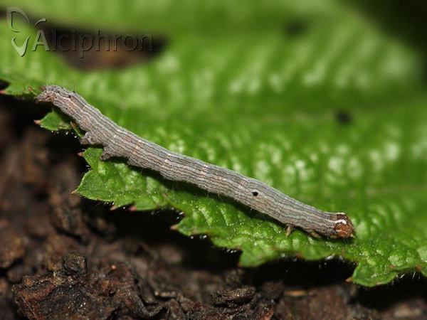 Dysgonia algira
