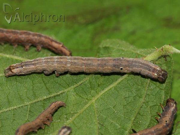 Dysgonia algira