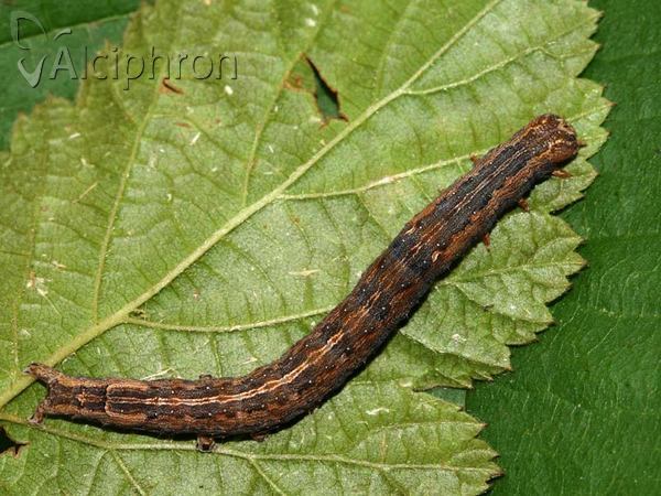 Dysgonia algira