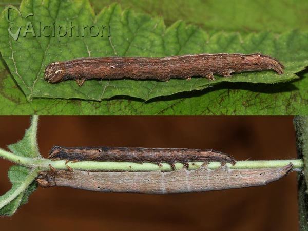 Dysgonia algira