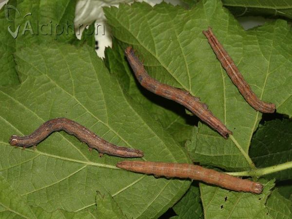 Dysgonia algira