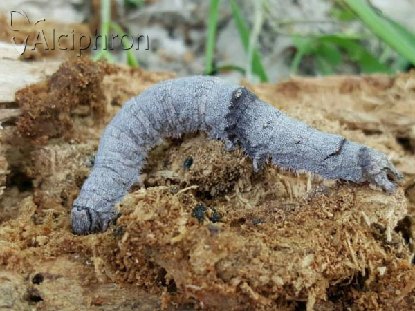 Catocala nupta