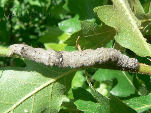 Catocala dilecta