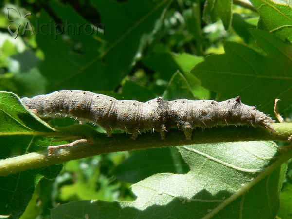 Catocala dilecta