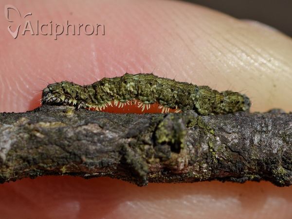 Laspeyria flexula