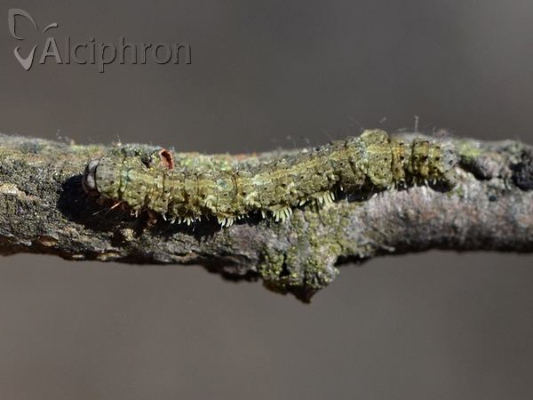 Laspeyria flexula